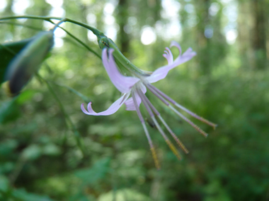 Capitule penché formé de 5 fleurs pourpres. Agrandir dans une nouvelle fenêtre (ou onglet)